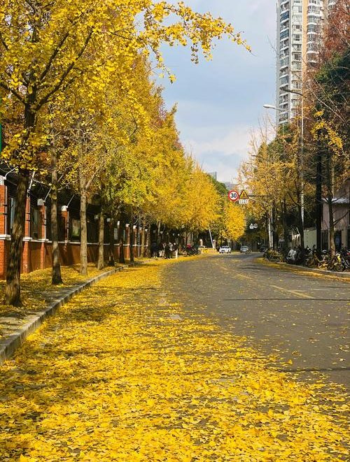 上海秋季银杏 共青森林公园 爱上海秋天